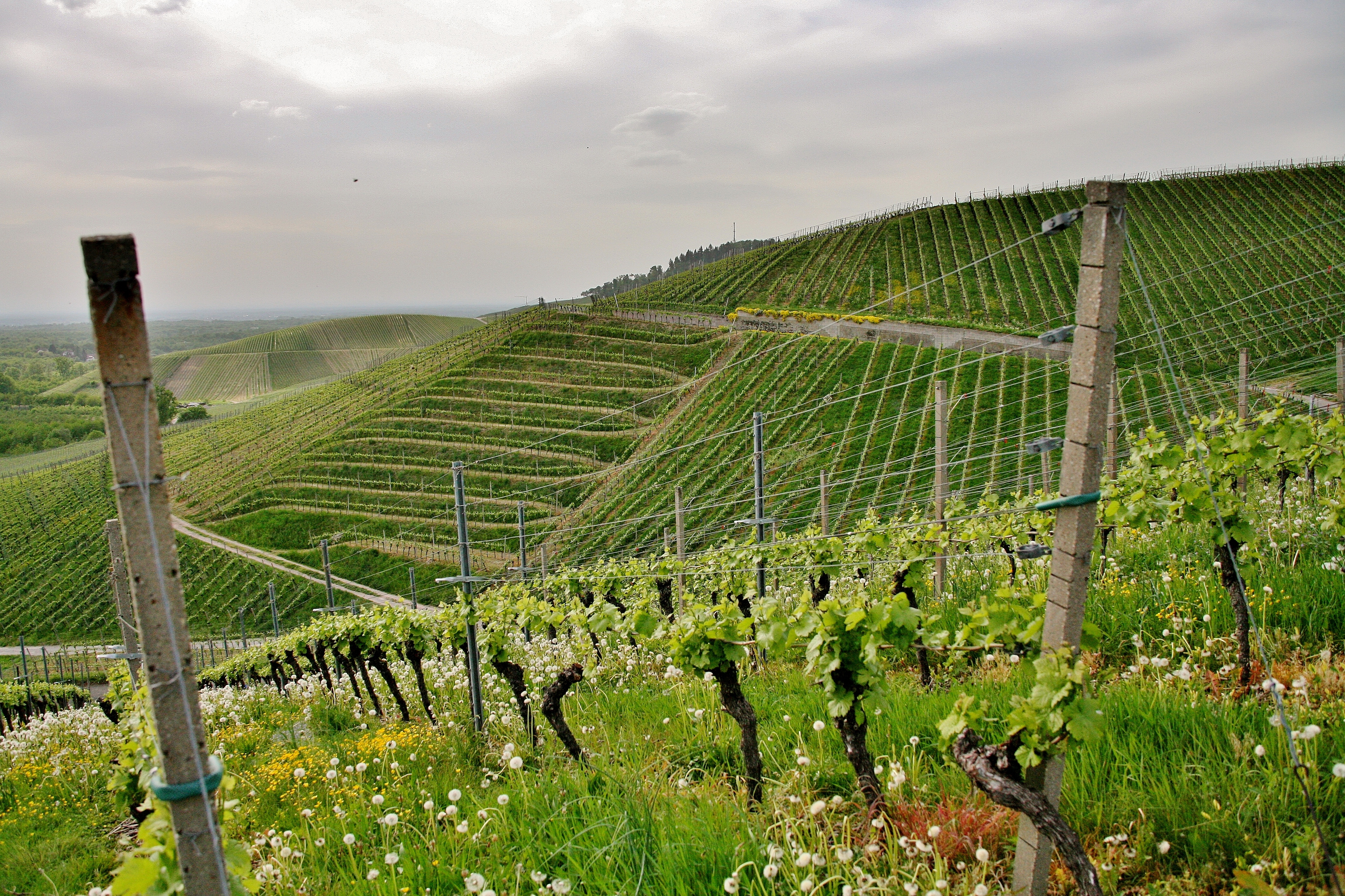 schoener-schuss-eines-huegeligen-gruenen-weinbergs-unter-einem-bewoelkten-himmel-in-der-stadt-kappelrodeck